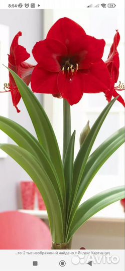 Гиппеаструм красный луковицы, белый семена