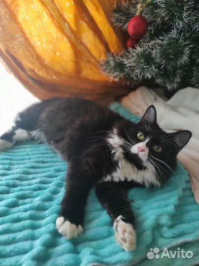 Маркиз в добрые руки)