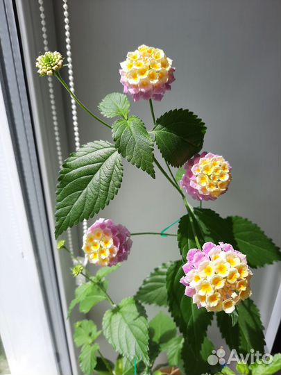 Укорененные отростки лантаны