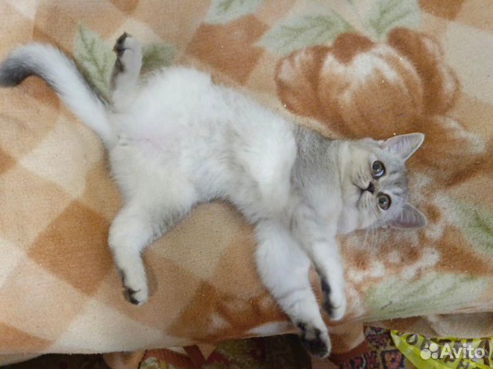 Котята Шотландские