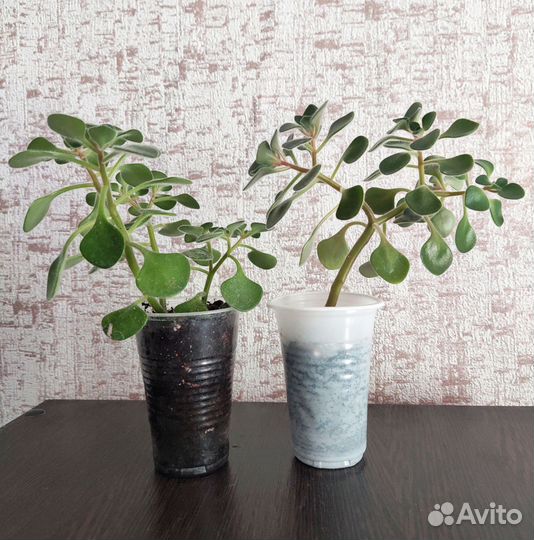 Ахризон Аихризон