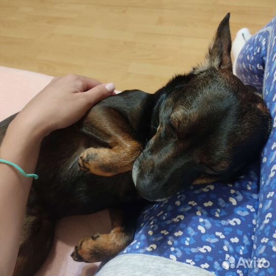 Передержка собак, кошек и грызунов