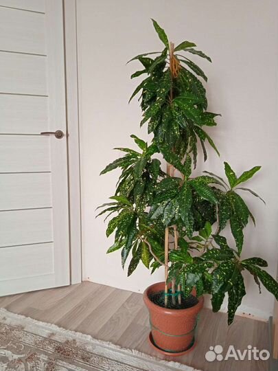 Кодиеум и фикус бенджамина