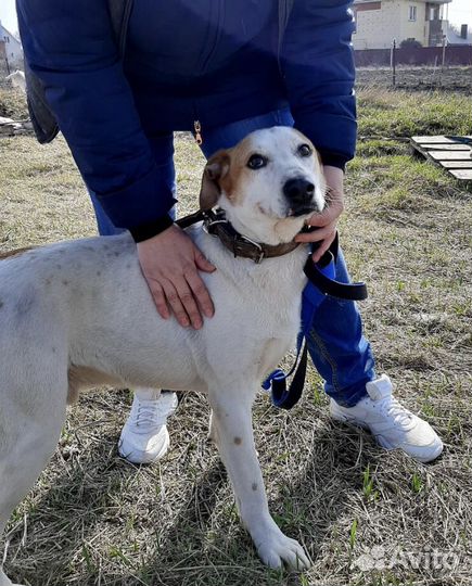 В добрые руки