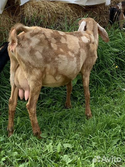 Козы дойные