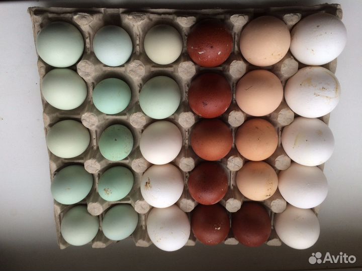 Инкубационное яйцо породистых кур