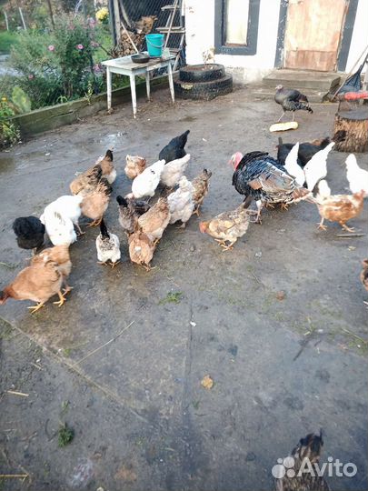 Куры несушки