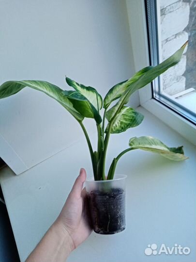 Диффенбахии, Монстера