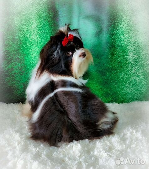 Вязка йорк биро