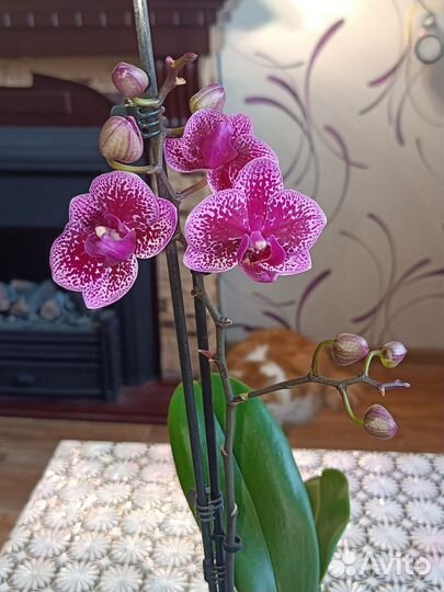 Орхидея фаленопсис мультифлора. Отцветает