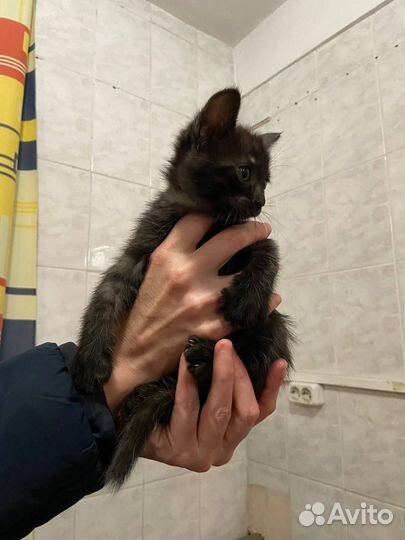 Отдам котенка в добрые руки (девочка)