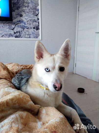 Передержка питомцев в домашних условиях