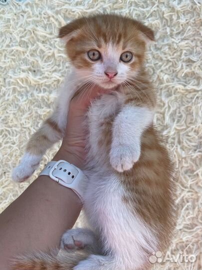 Британские вислоухие котята