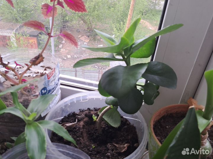 Каланхоэ блосфельда(лечебное)