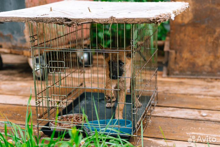 Спасите из приюта Синди