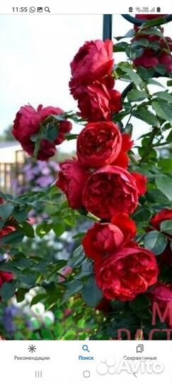 Розы