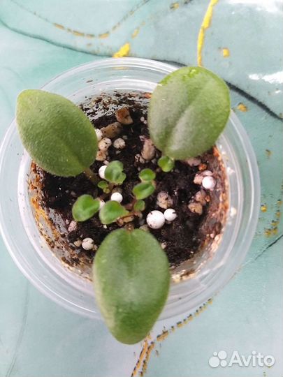 Сортовые фиалки