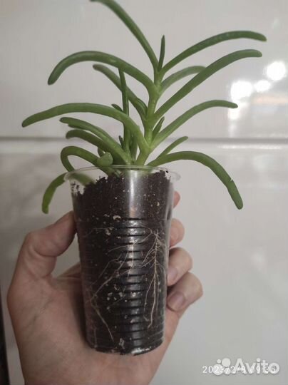 Крестовник комнатный цветок