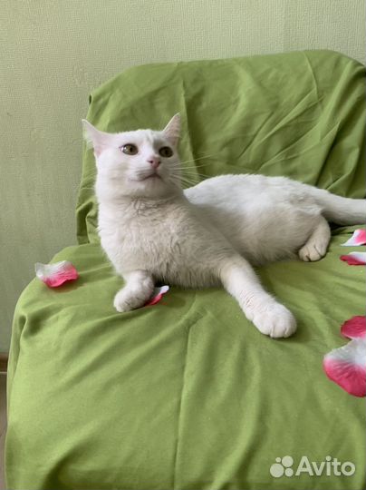 Белоснежный котик в поисках дома