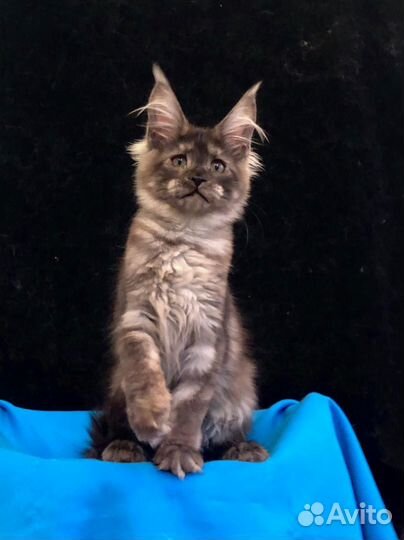 Котята мейн-кун