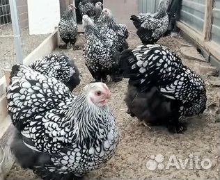 Куры брама и кохинхин