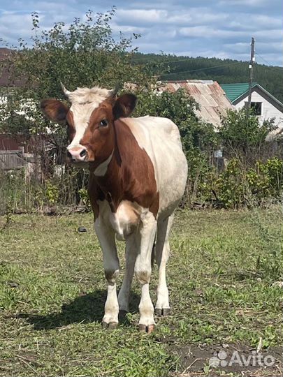 Телки 1,8и 1,9лет