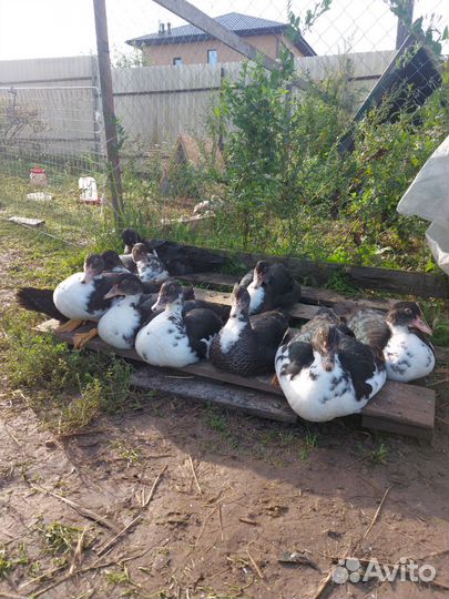 Инкубационное яйцо индоутки