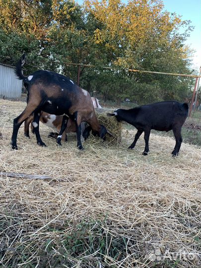Англо-Нубийские козы и козлята