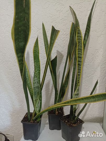 Сансевиерия