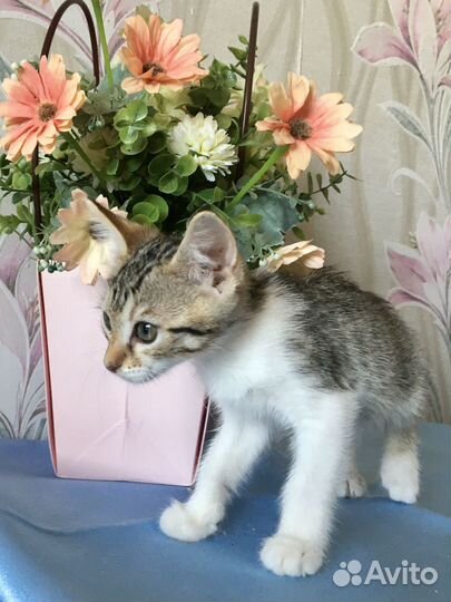 Лапушка ищет дом