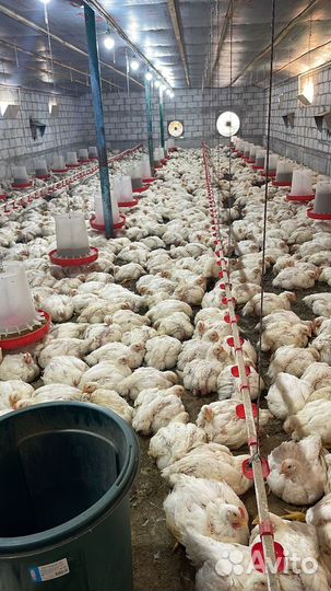 Куры бройлеры