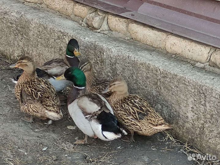 Утки кряквы полудикие подсадные для охоты