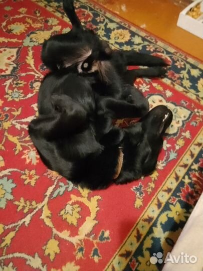 Лабрадор ретривер