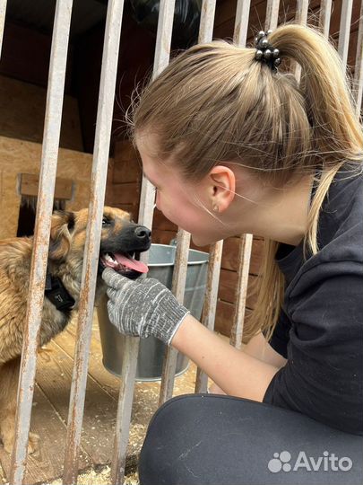 Помоги собакам из приюта