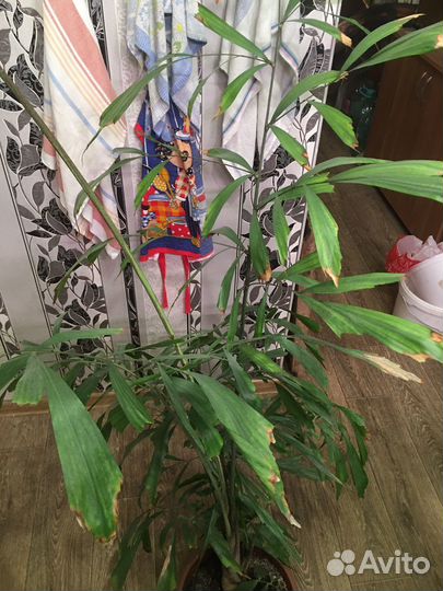 Пальма кариота митис