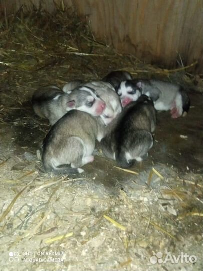 Хаски Волкособ