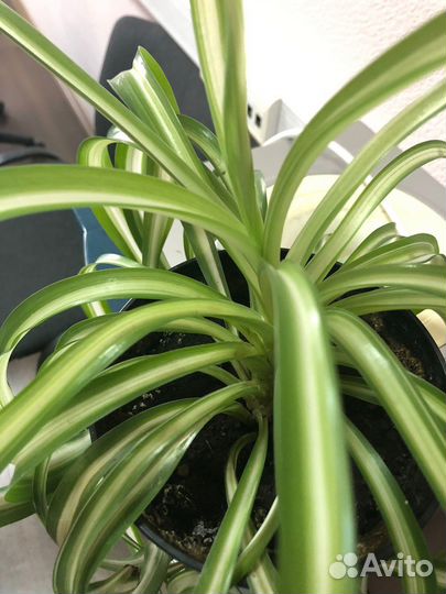 Хлорофитум