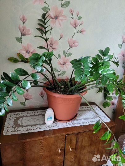 Замиокулькас большой