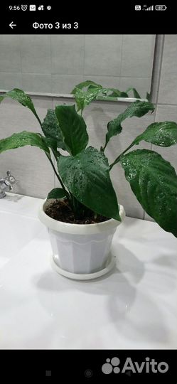 Спатифиллум