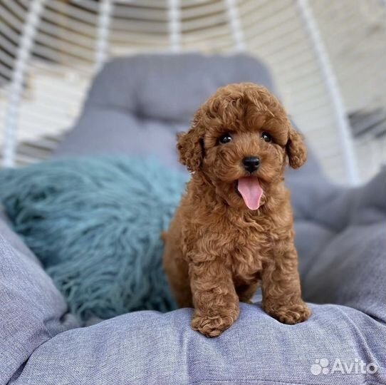 Мальтипу mini