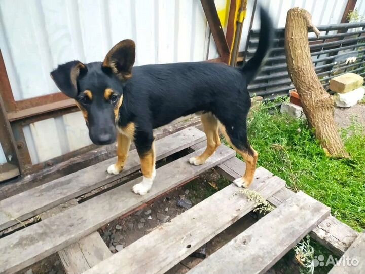 Найдена собака. В добрые руки