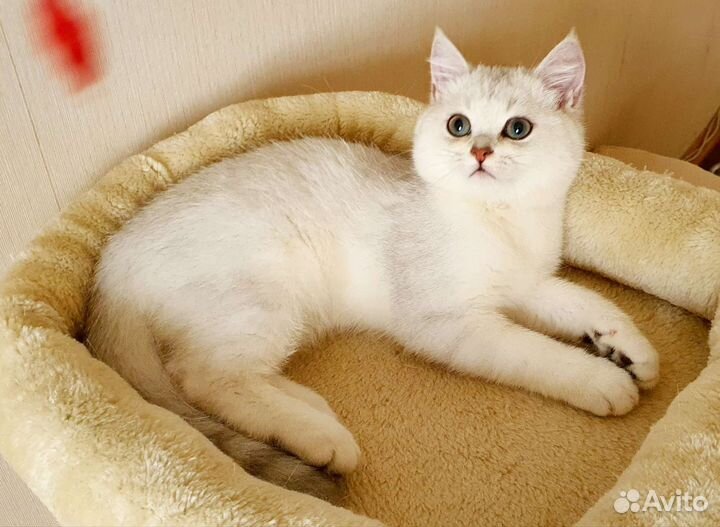 Британская серебристая шиншилла