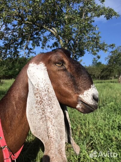 Козье молочко телочка4 месяца сено