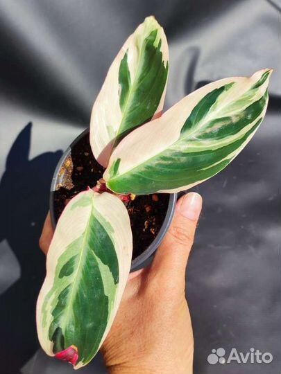 Строманта триколор, детки