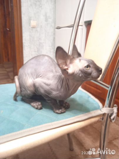 Канадский сфинкс