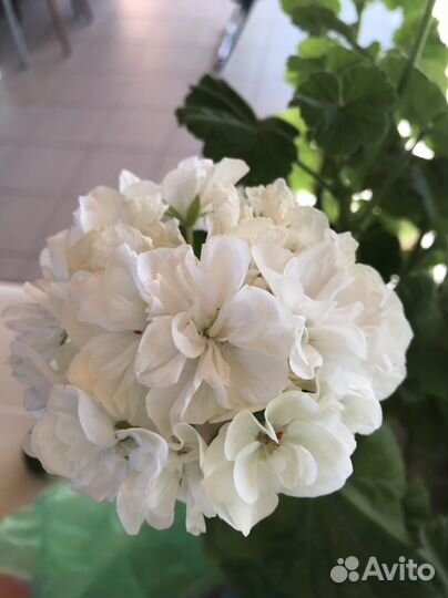 Пеларгония герань