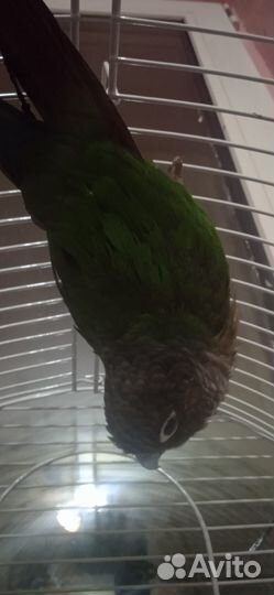 Ручной говорящий попугай