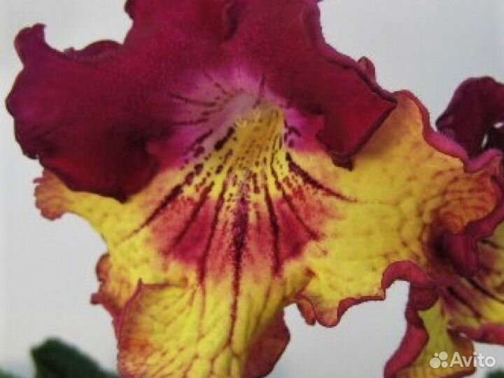 Стрептокарпус, комнатные растения, цветы