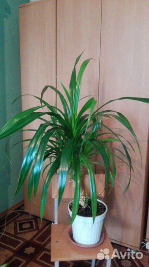 Пальма Пандаус