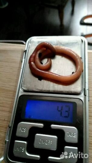 Черви для рыбалки Дендробена, Навозник, Опарыш